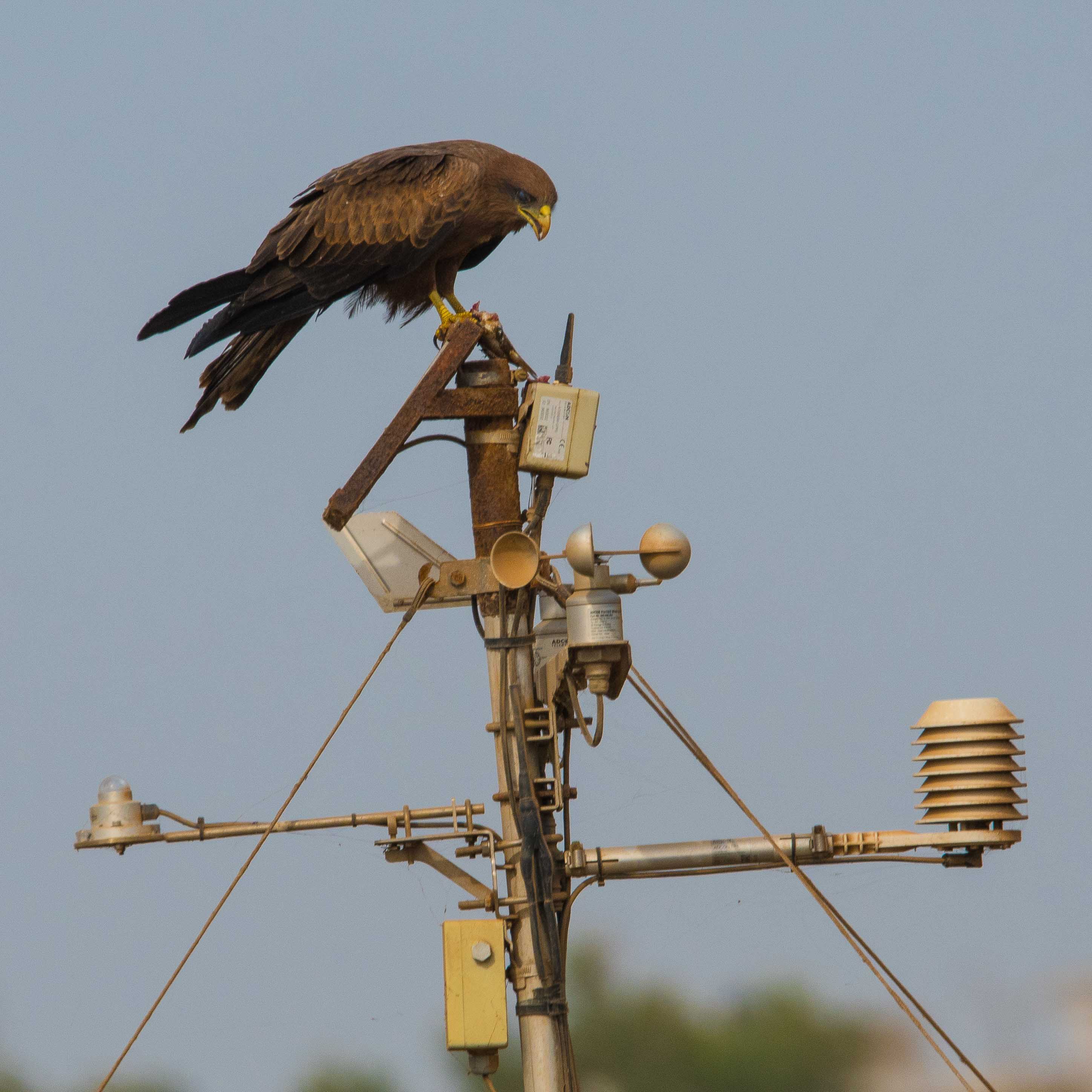 Milan à bec jaune (Yellow-billed kite, Milvus aegyptius), adulte perché sur un équipement météorologique, Technopole de Pikine, Dakar, Sénégal.